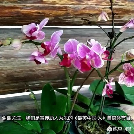 女子通宵直播后猝死，女主播直播时猝死